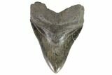 Fossil Megalodon Tooth - Georgia #101484-1